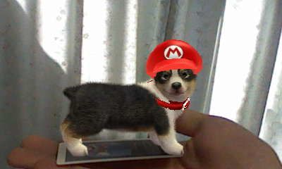 nintendogs and cats ar cards